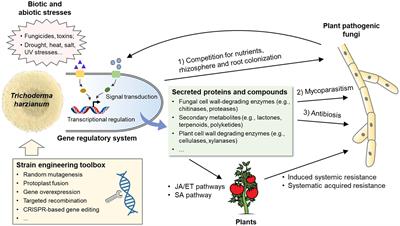 Strain improvement of Trichoderma harzianum for enhanced biocontrol capacity: Strategies and prospects